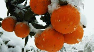 Orange Harvest from Our Orchard | Pure Farm Life picking . #farmtime