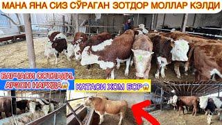 МАНА  ЯНА СИЗ СЎРАГАН ИШОНЧЛИ ЗОТДОР МОЛЛАР КЕЛДИ АРЗОН НАРХДА СОТЛАДИ ШОВОТ ДА 20-ноября 2024 г.