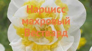 Нарцисс махровый Вествард (narcissus nartsiss)  обзор: как сажать, луковицы нарциссы Вествард