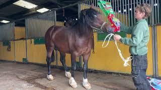 Confidence Building in Ground Training with Welsh Stallion Comet