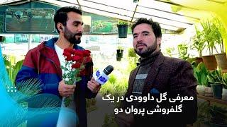 Introduction of Chrysanthemum by a florist in Parwan 2 / معرفی گل داوودی در یک گلفروشی پروان دو