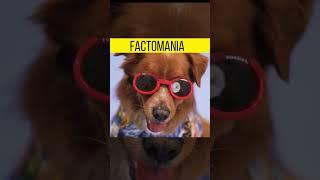 Amazing Facts about Dogs #youtubeshorts #shorts