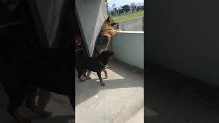 Fight morning seen Rottweiler vs German shepherd