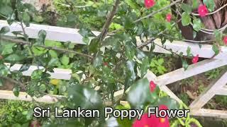 Sri Lankan Poppy Flower - ශ්‍රී ලංකා පොපි මල