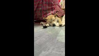 Record the life of a truck driver with Douyin #Chinese rural dog