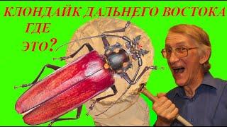 Где Искать Реликтового Жука-Усача Callipogon relictus (Cerambycidae)? Школа Энтомолога.