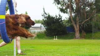 World Class Doggy Athletes - Petco
