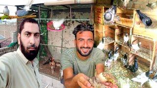 Hmara Sary Pigeons Ny Bachy Nikal Dia  @shehrmaindihat  @rajabbutt94