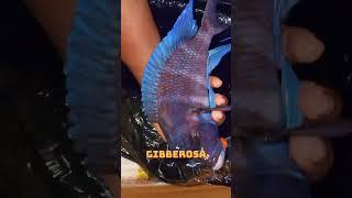 Unboxing the BIGGEST Frontosa Cichlid EVER! #frontosa #cichlid #aquariumhobby  #freshwaterfish