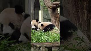 Panda in China #china #animals #cute #funny #funnypanda #funnyvideo #funnyshorts #pandachina