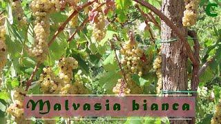 Malvasia bianca. Vendemmia e produzione artigianale del vino Volpagno bianco