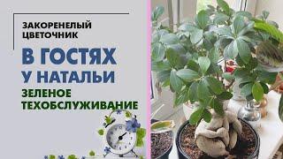 В гостях у Натальи. Зеленое техобслуживание с выездом, обзор цветов в подмосковном доме