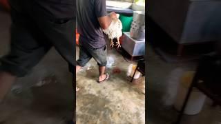 Halal chicken cutting only for informal purposes how to do halal cut #halal #chicken