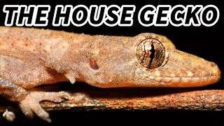 House Gecko Facts: the GECKO Near Your HOUSE  Animal Fact Files