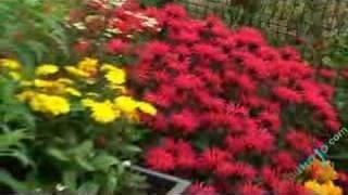 Home and Garden: How to Create Street Gardens