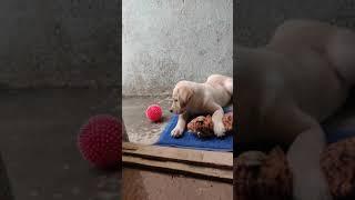 juby playing