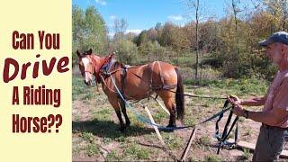 Can We Train This Riding Horse To Drive??? // Adjusting Horse Harnesses