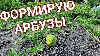 ТАКАЯ формировка НЕ оставит БЕЗ урожая