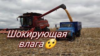 Уборка кукурузы 2019. Дкс 4014 Монсанто.