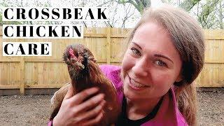 Why Crossbeak Chickens are HIGHLY VALUABLE to Every Flock