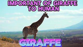 WHY ARE GIRAFFES ARE IMPORTANT TO HUMANS?