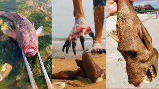 Catching Seafood, Deep Sea Octopus (Catch Crab, Catch Fish) - Tik Tok #97