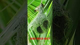 Bird architcture  496#birds #nature