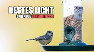 Fortschritte an der Wintervogelfütterung