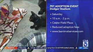 L.A. Animal Services to hold 1st-ever pet adoption event at Dodger Stadium