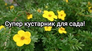 ЛАПЧАТКА Черенкование Результат % 