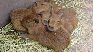 Capybara baby! Cuteness Overload!  Izu Animal Kingdom in Japan