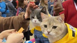 Celebrity Cats Attend the World’s Largest Cat Conference