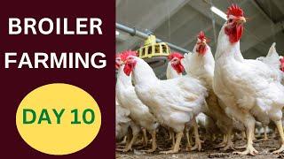 Kenchic Broilers Farming Day 10 : Poultry Tips for the Tenth Day