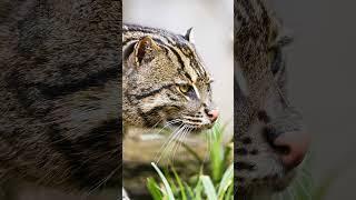 Смелый и ловкий дикий кот, который не боится воды Серьезный хищник кошка-рыболов