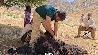 Jahangir and his brother's efforts to improve sheep in cold lands | Nomadic life