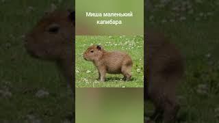 какой ты капибара по имени #shorts #капибара #shorts