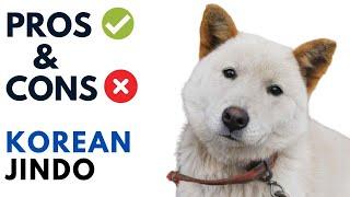 Korean Jindo Pros and Cons | Korean Jindo  Dog Advantages and Disadvantages