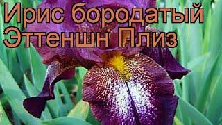 Ирис бородатый Эттеншн Плиз (iris)  ирис Эттеншн Плиз обзор: как сажать рассада ириса Эттеншн Плиз