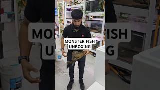 Unboxing sailfin monster pleco fish #tropicalfish #catfish #aquariumhobby