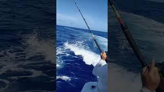 a la espera de el ataque  #fishing #season2023 #capcana #puntacana #rd #blue #marlin