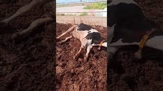 ÖLDÜ SANDIM BU NASIL DURUŞ #hayvancılık #cow #inek #farm #gavebirth #lely #farming