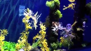 Leafy Sea Dragons - Ed & Malcolm
