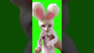 Crunchy Cat meme Green screen #funny #meme #lol