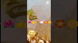 Dewan bareli Ke bare main MD Alwan
