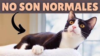 7 curiosidades de los GATOS TUXEDO ️ Lo que no sabías de los gatos BLANCOS Y NEGROS