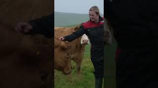 Shetland Young Farmers