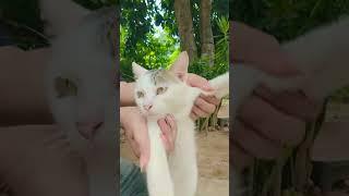 #cat .