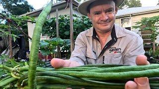 SNAKE LONG BEAN HARVEST at Martys Garden (SNEAK PEEK)