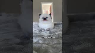 Opal's meow is broken