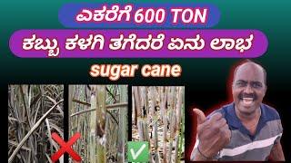 600 TON  ಕಬ್ಬು ಕಳಗಿ ಹಿರಿದರೆ ಏನು ಲಾಭ || Kabbu Kalagi Hiridare enu Laba || Sugar Cane ️